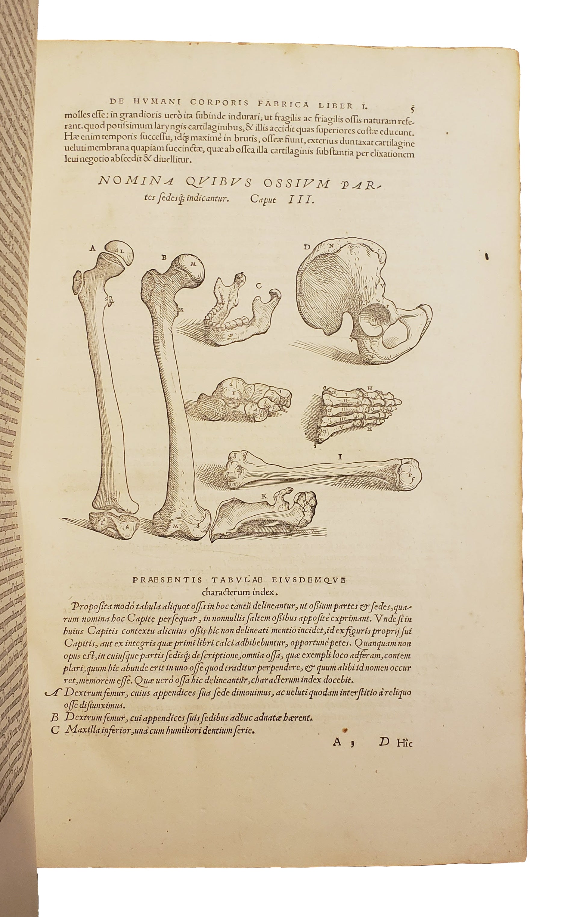 VESALIUS, Andreas.