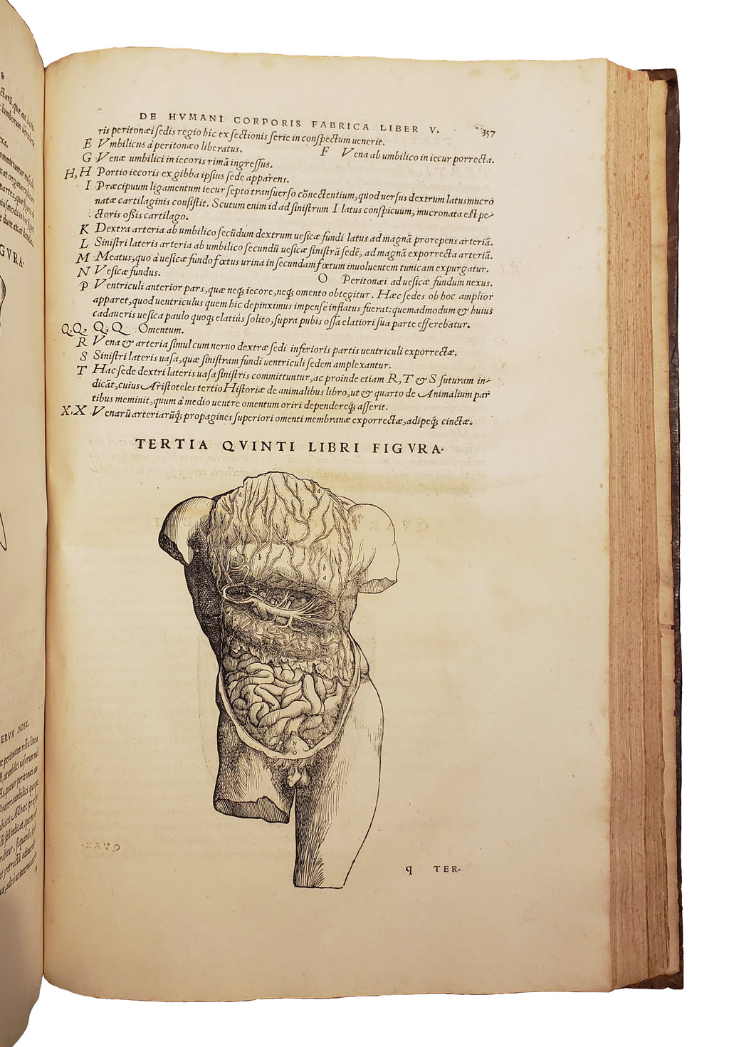 VESALIUS, Andreas.